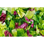 Lettuce - variety salad pack