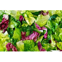Lettuce - variety salad pack