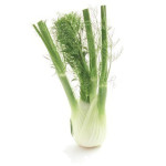 Fennel - Bulb