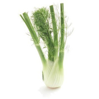 Fennel - Bulb