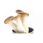Mushrooms - King Oyster