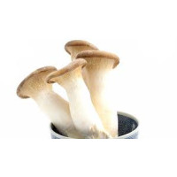 Mushrooms - King Oyster