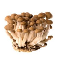 Mushrooms - Shimeji 