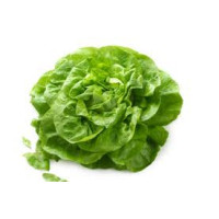 Lettuce - Baby Butter
