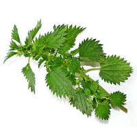 Stinging Nettle - 50g