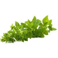 Oreganum 