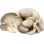 Mushrooms - Oyster
