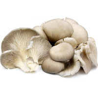 Mushrooms - Oyster