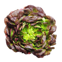 Lettuce - Summer Salad Mix